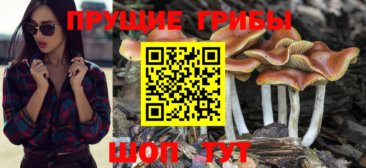 Галлюциногенные грибы Psilocybine cubensis Богородицк